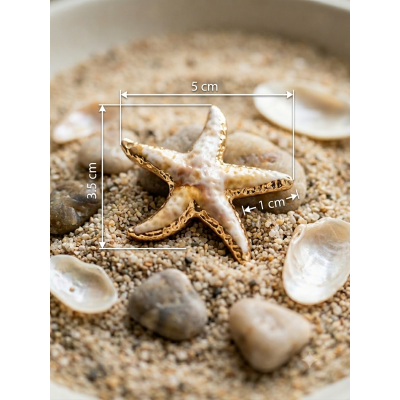 Coquillage